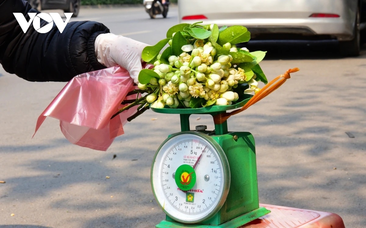 Hoa bưởi đầu mùa giá nửa triệu đồng/kg vẫn hút khách